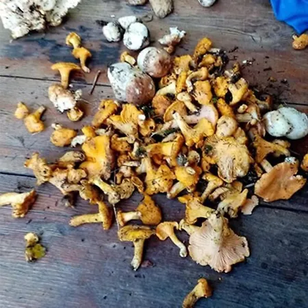 Les Bossons En Lisiere De Foret Dans Le Genepi Apartment *